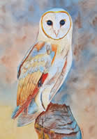 Barn Owl, Silent Predator of the Night by Marcia Britto